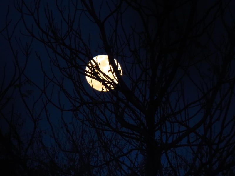 Moonlit Celebrations